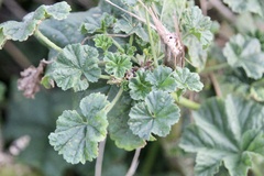 Malva sylvestris