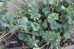 Malva sylvestris