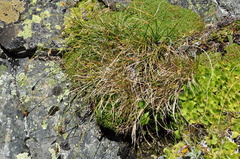 Carex curvula