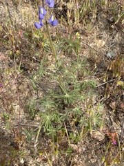 Lupinus sparsiflorus