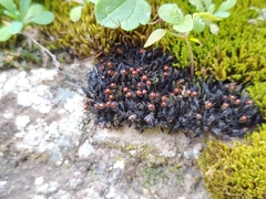 Schistidium apocarpum