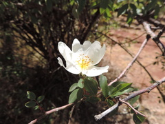 Rosa abyssinica