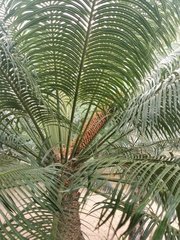 Cycas thouarsii