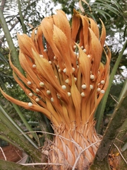 Cycas thouarsii