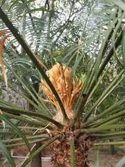 Cycas thouarsii