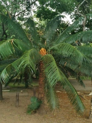 Cycas thouarsii
