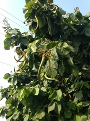 Magnoliopsida