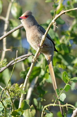 Urocolius indicus transvaalensis