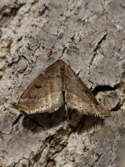 Theria rupicapraria