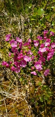 Kalmia microphylla