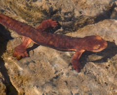 Taricha sierrae