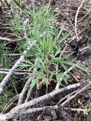 Artemisia palmeri