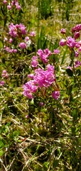 Kalmia microphylla