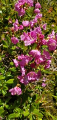 Kalmia microphylla