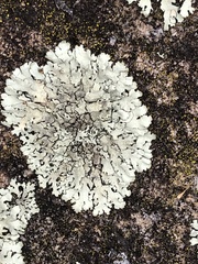 Xanthoparmelia plittii