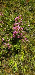 Kalmia microphylla