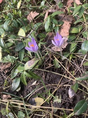 Crocus tommasinianus