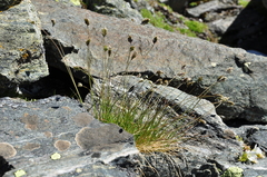 Oreochloa disticha