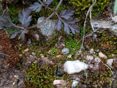 Aloina aloides
