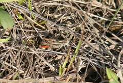 Omocestus haemorrhoidalis