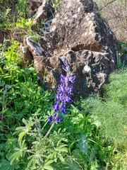 Lupinus pilosus