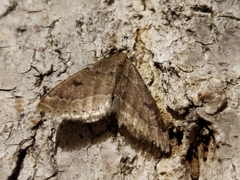 Theria rupicapraria
