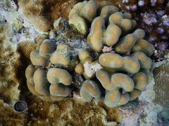Stylophora