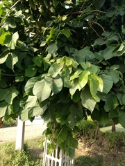 Magnoliopsida