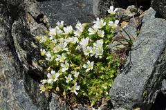 Cerastium uniflorum