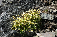 Saxifraga bryoides