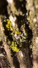 Polycauliona ucrainica