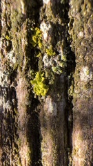 Polycauliona ucrainica