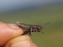 Omocestus haemorrhoidalis