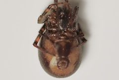 Steatoda bipunctata