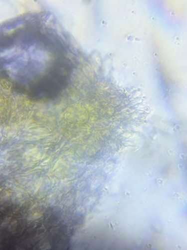 Melanoleuca davisiae image