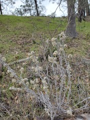 Pseudognaphalium beneolens