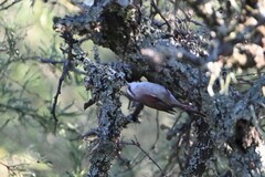 Cranioleuca pyrrhophia