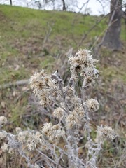 Pseudognaphalium beneolens
