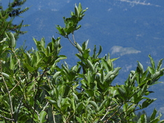 Salix appendiculata