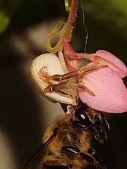 Misumenoides