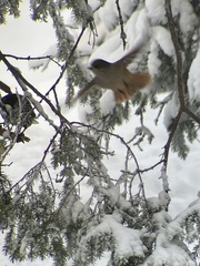 Perisoreus infaustus