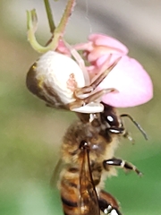 Misumenoides