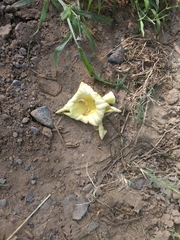 Magnoliopsida