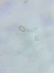 Melanoleuca davisiae image