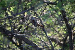 Cranioleuca pyrrhophia