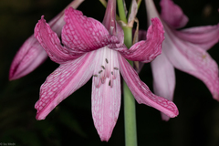 Hippeastrum reticulatum