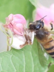 Misumenoides