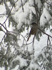 Perisoreus infaustus