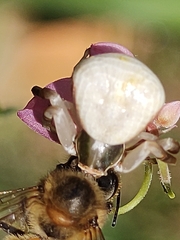 Misumenoides