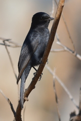 Melaenornis pammelaina ater